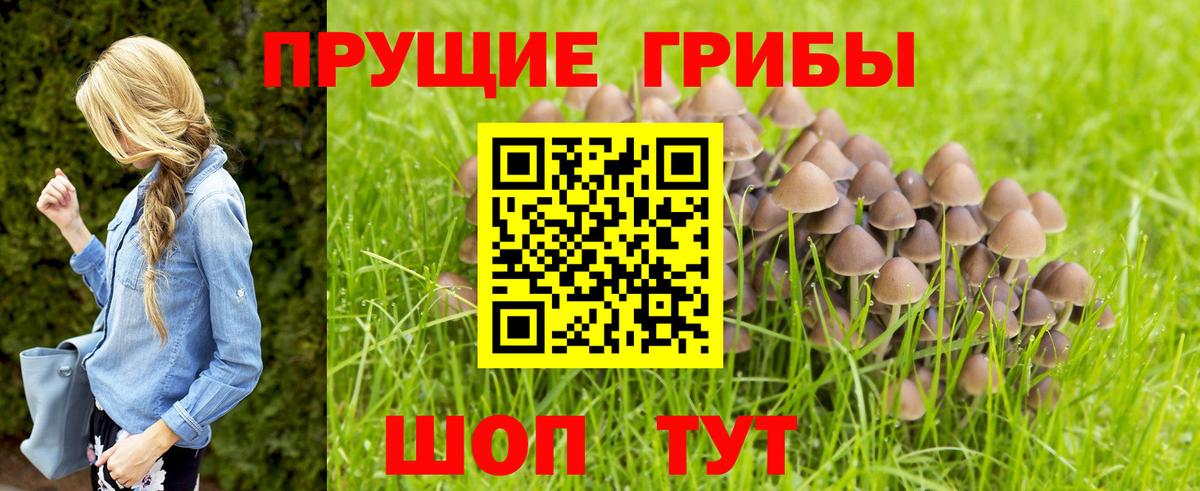 Псилоцибиновые грибы Cubensis  где можно купить наркотик  Мирный  Вход с VPN 